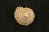 藏品(臺灣盾蝸牛)的圖片